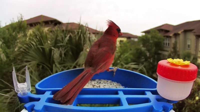 Smart Bird Feeder with Camera, AI Identifies 16,000+ Birds, Solar Powered, 2.5K HD, Auto Capture & Notify, Ideal Gift for Bird Lovers customer photo 1