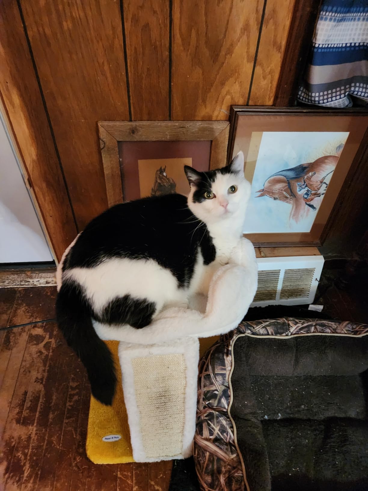 Happi N Pets Cat Tree, Cloud Cat Tower with Soft Bed, Cat Scratching Post & Pad with Larger Perch for Window Viewing, Small Cat Tree with Cute Toys, Bonus Catnip customer photo 1