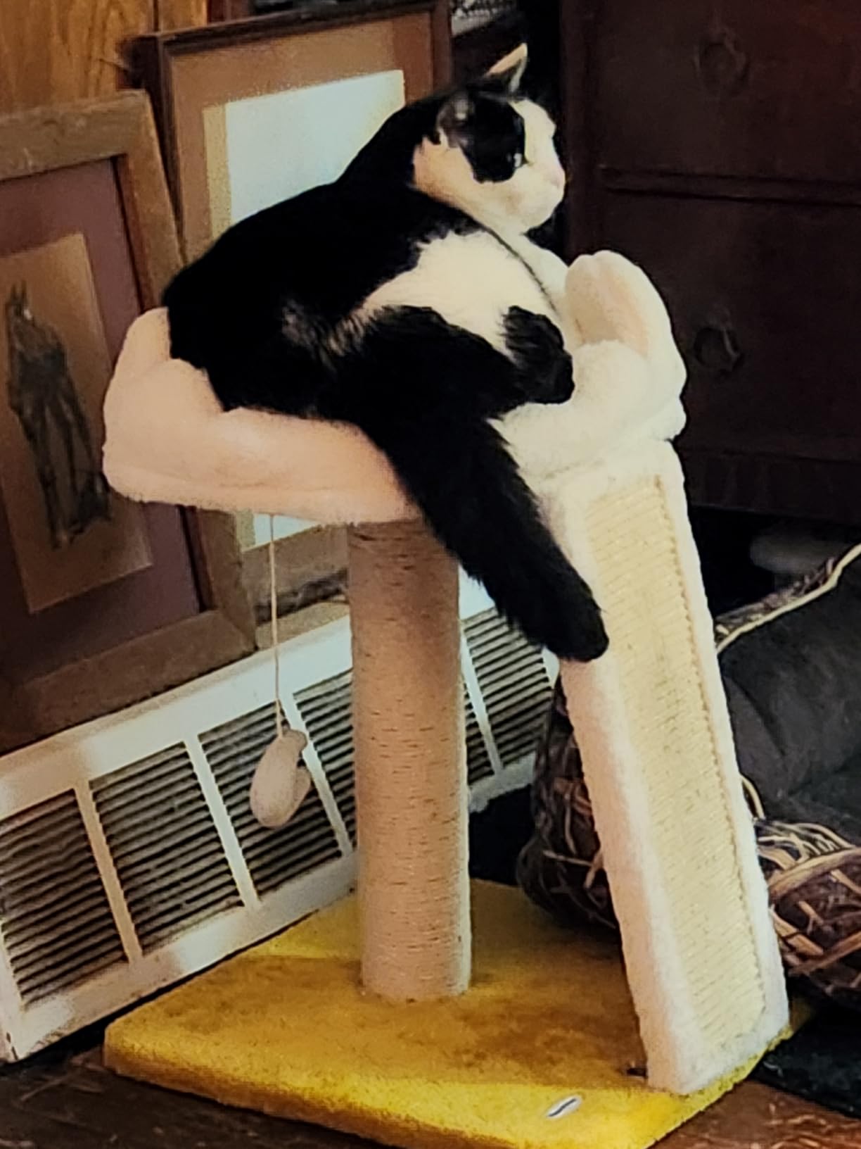 Happi N Pets Cat Tree, Cloud Cat Tower with Soft Bed, Cat Scratching Post & Pad with Larger Perch for Window Viewing, Small Cat Tree with Cute Toys, Bonus Catnip customer photo 2