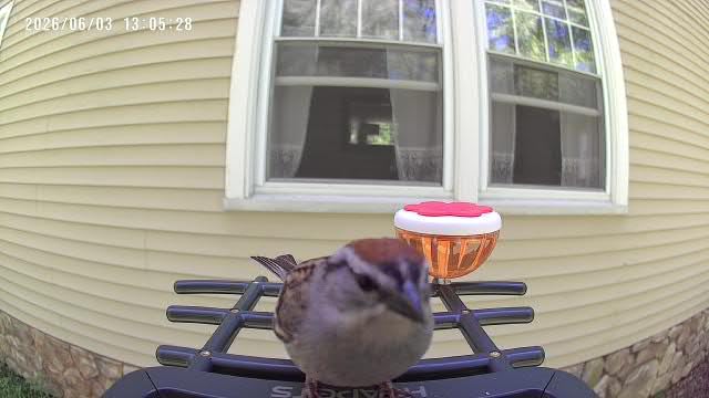 HEAPETS Bird Feeder with Camera Solar Powered, 3K HD Video, AI Bird Recognition, Auto Capture with Instant Notifications, IP65 Weatherproof, Gifts for Fathers Day, Brown customer photo 1