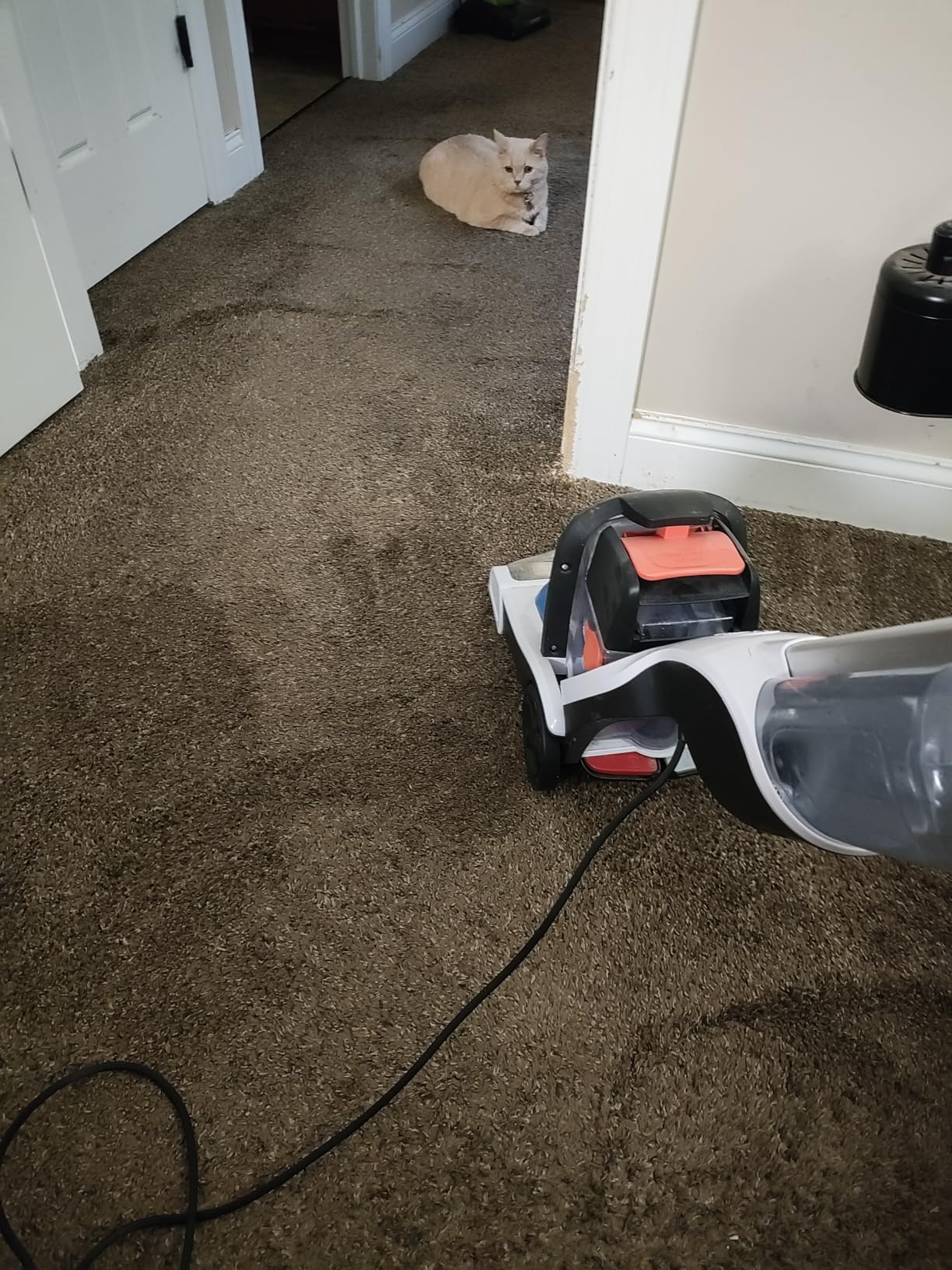 Resolve Ultra Pet Carpet Cleaner Spray - for Removal of Pet Stains & Odors, 32oz customer photo 2