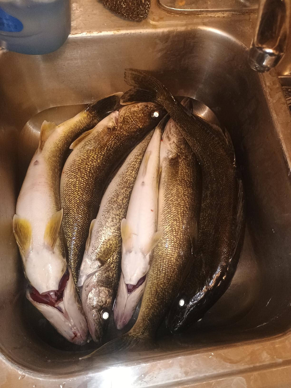 Shimano Sahara Spinning Reel customer photo 1