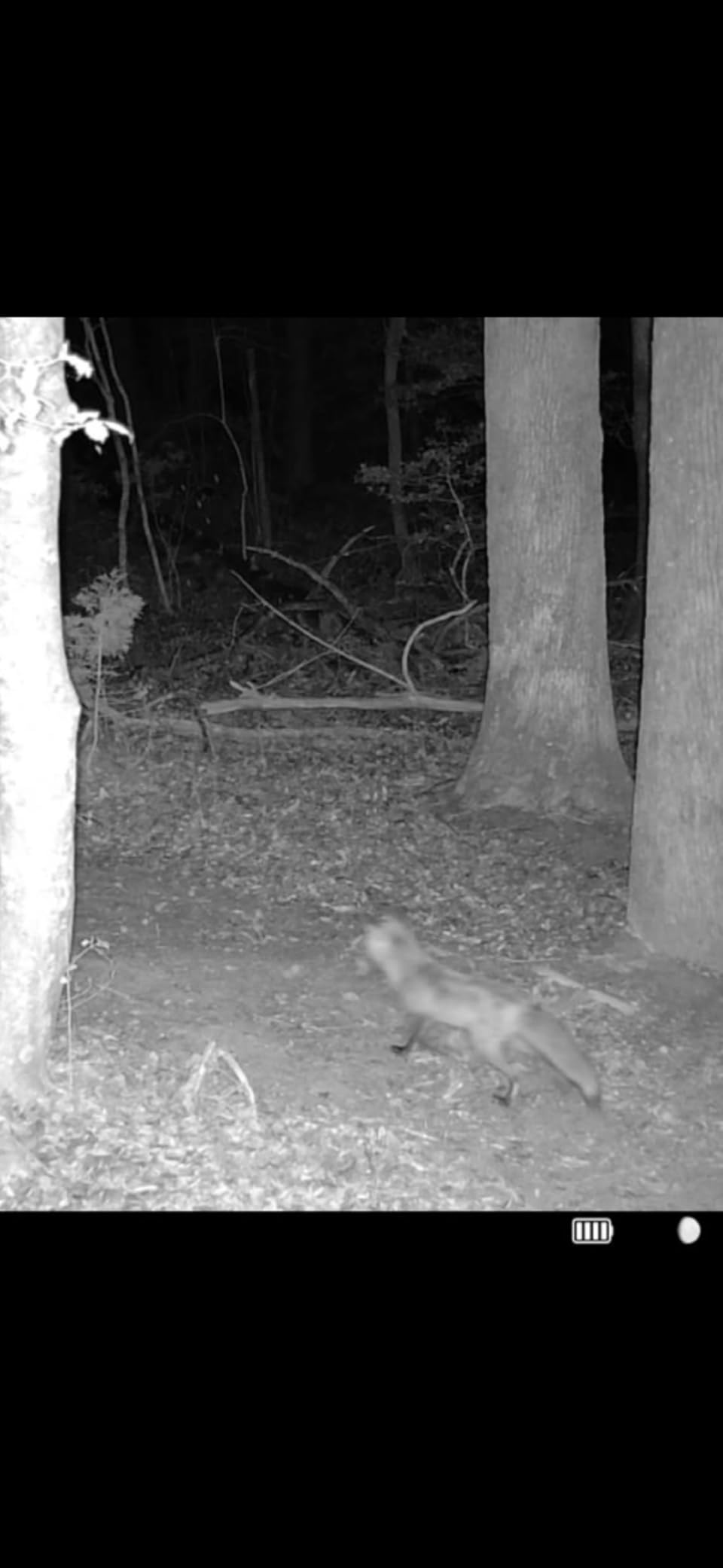 TACTACAM Reveal Ultra Cellular Trail Camera: 4K Photo, 1080p Video, Live View, GPS Tracking-Enabled, Switchable No-Glow/Low-Glow Flash, LTE Connectivity customer photo 2