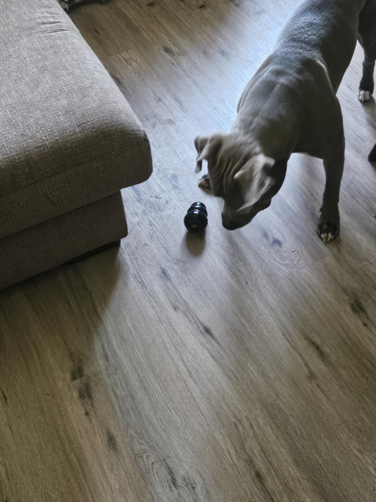 KONG Extreme Dog Toy, Durable Natural Rubber Chew, for Large Dogs | Treat-Filling Chew & Fetch Toy with Erratic Bounce, Made from KONG's Most Durable Natural Rubber for Power Chewers customer photo 1
