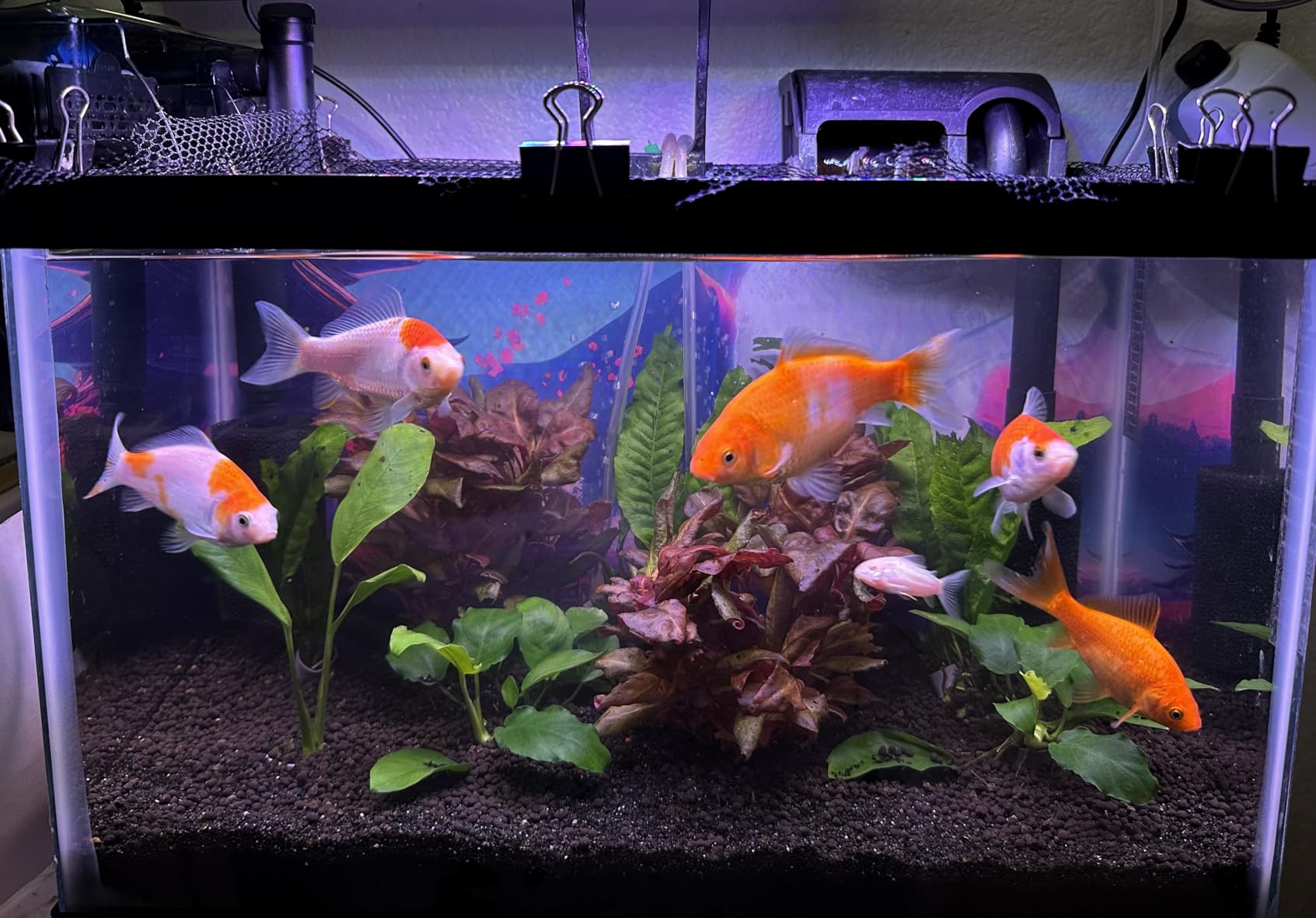 Tetra Whisper 170 GPH Internal Power Aquarium Filter | Whisper Quiet, 3-Stage Filtration, Space-Saving Internal Filter Clips on Tank, For Aquariums up to 40 Gallons customer photo 1