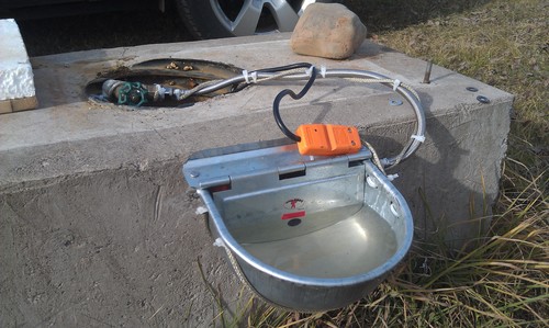Little Giant Galvanized Steel Automatic Stock Waterer | Automatic Livestock Water for Cattle customer photo 1