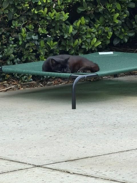 Coolaroo The Original Cooling Elevated Pet Bed, Medium, Brunswick Green customer photo 2