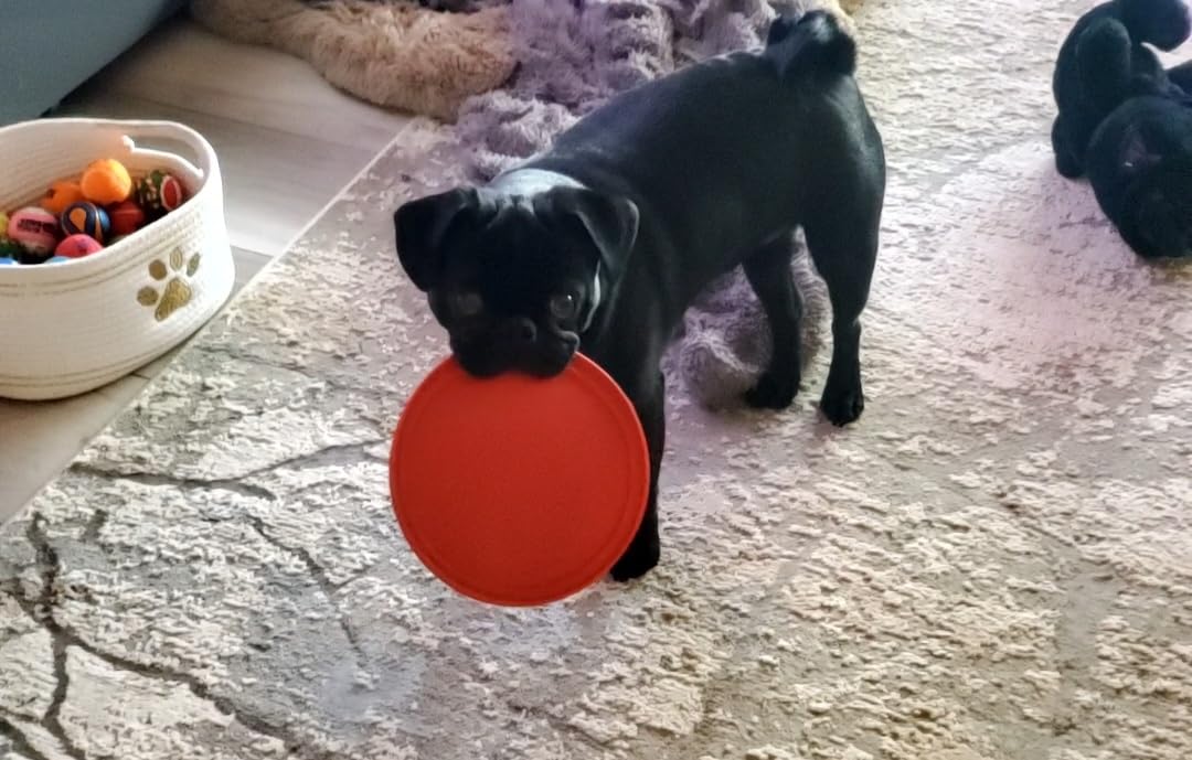 KONG Flyer, Natural Rubber Flying Disc Fetch Toy, for Medium/Large Dogs customer photo 1