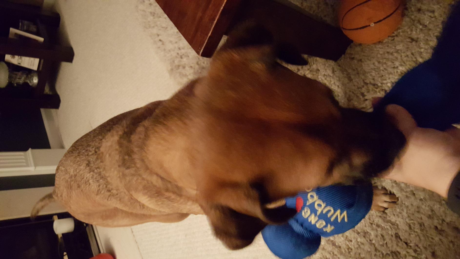 KONG Wubba Tug of War and Fetch Dog Toy, for XL Dogs customer photo 1