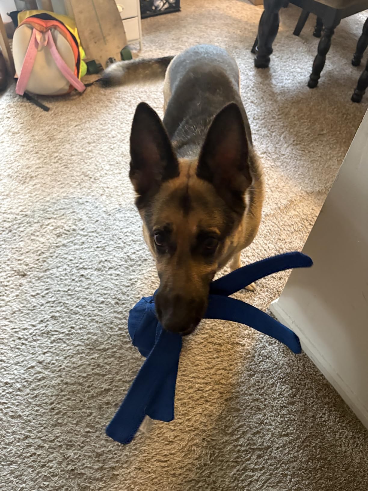 KONG Wubba Tug of War and Fetch Dog Toy, for XL Dogs customer photo 2