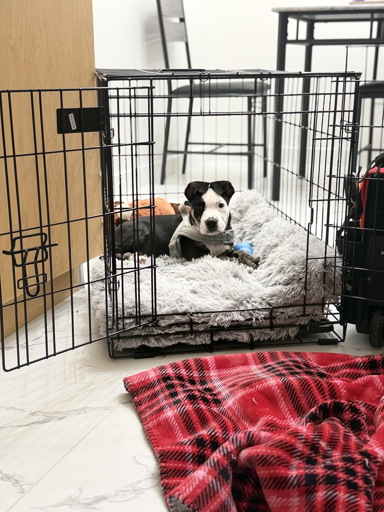MidWest Homes for Pets 42-Inch iCrate for Large Breeds, 71-90 lbs, Single Door Folding Dog Crate with Divider Panel, Leak-Proof Tray & Secure Latch, Portable, Durable & Easy to Assemble customer photo 2