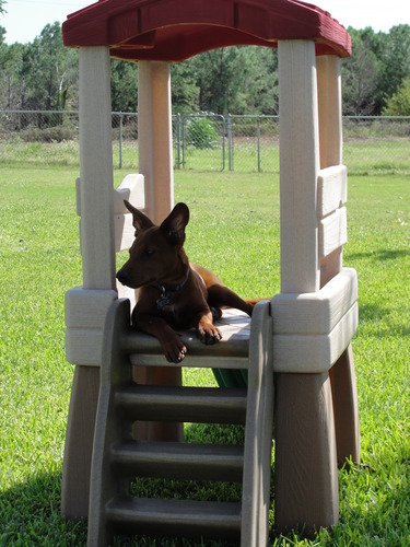 Step2 Play Naturally Playful Lookout Treehouse, Kids Outdoor Playset, Backyard Playground Set, Slide, Ladder, Pivoting Periscope, Outside Jungle Gym, For Toddlers 1.5+ Years Old customer photo 1