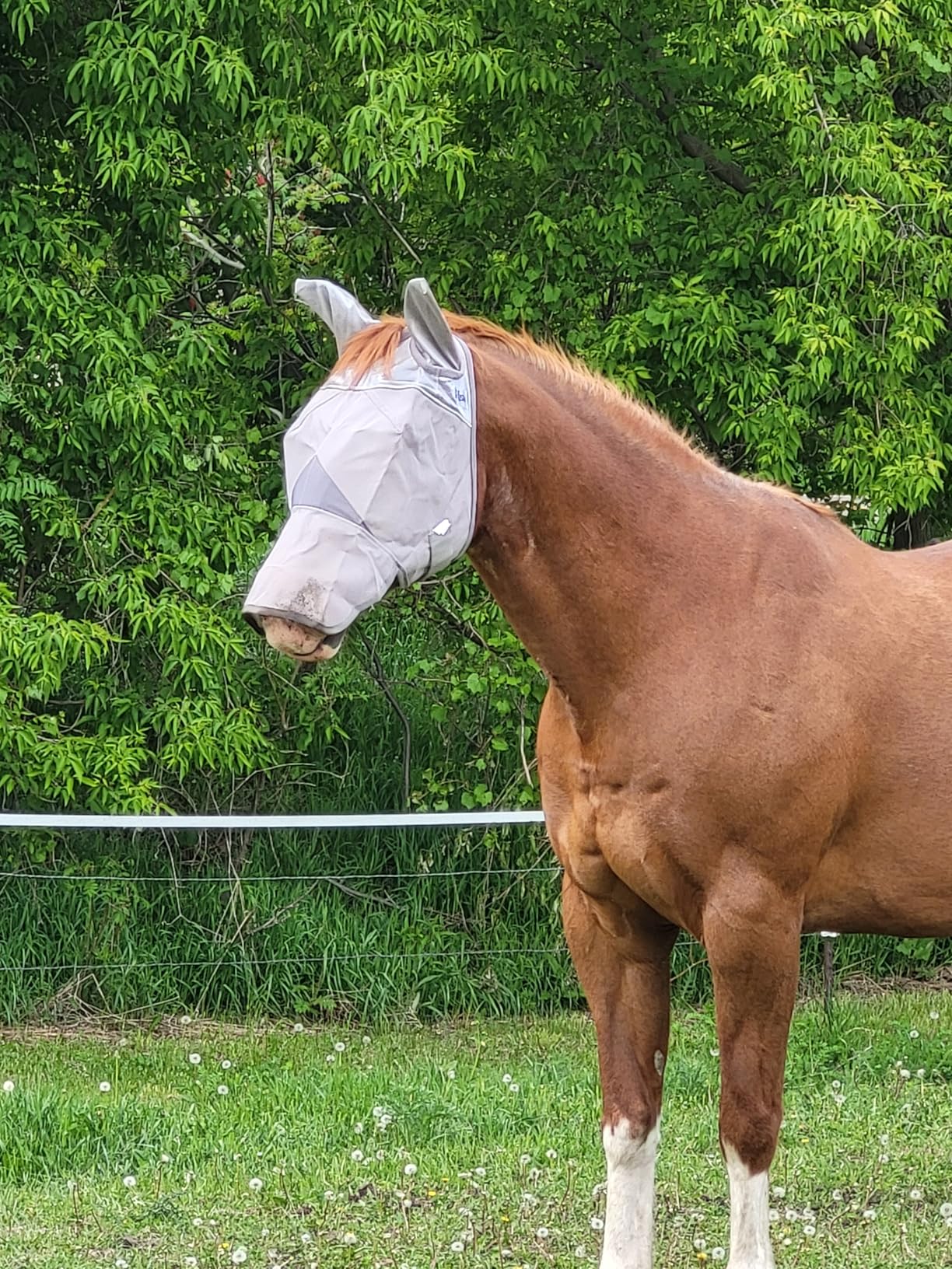 Cashel Crusader Fly Mask, Long Nose with Ears (Grey, Horse) customer photo 2
