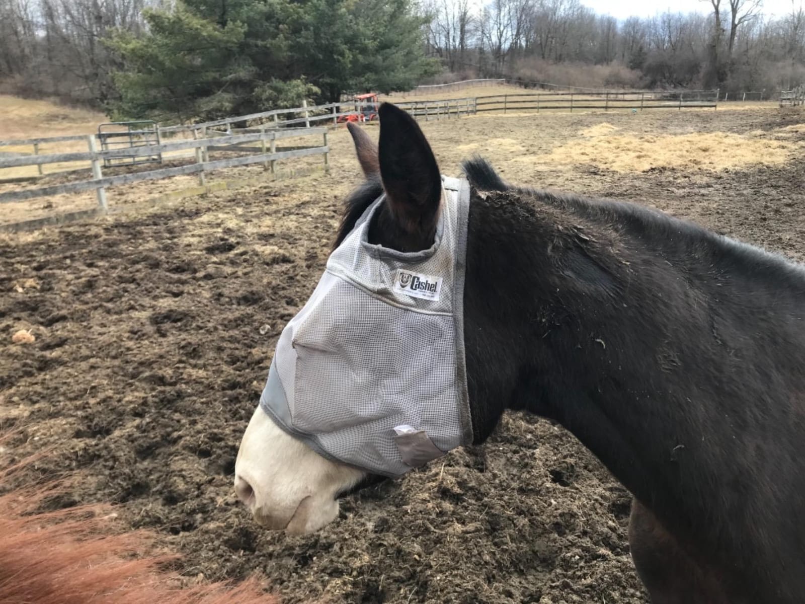 Cashel Crusader Standard Fly Mask No Ears or Nose,Gray,Horse customer photo 1