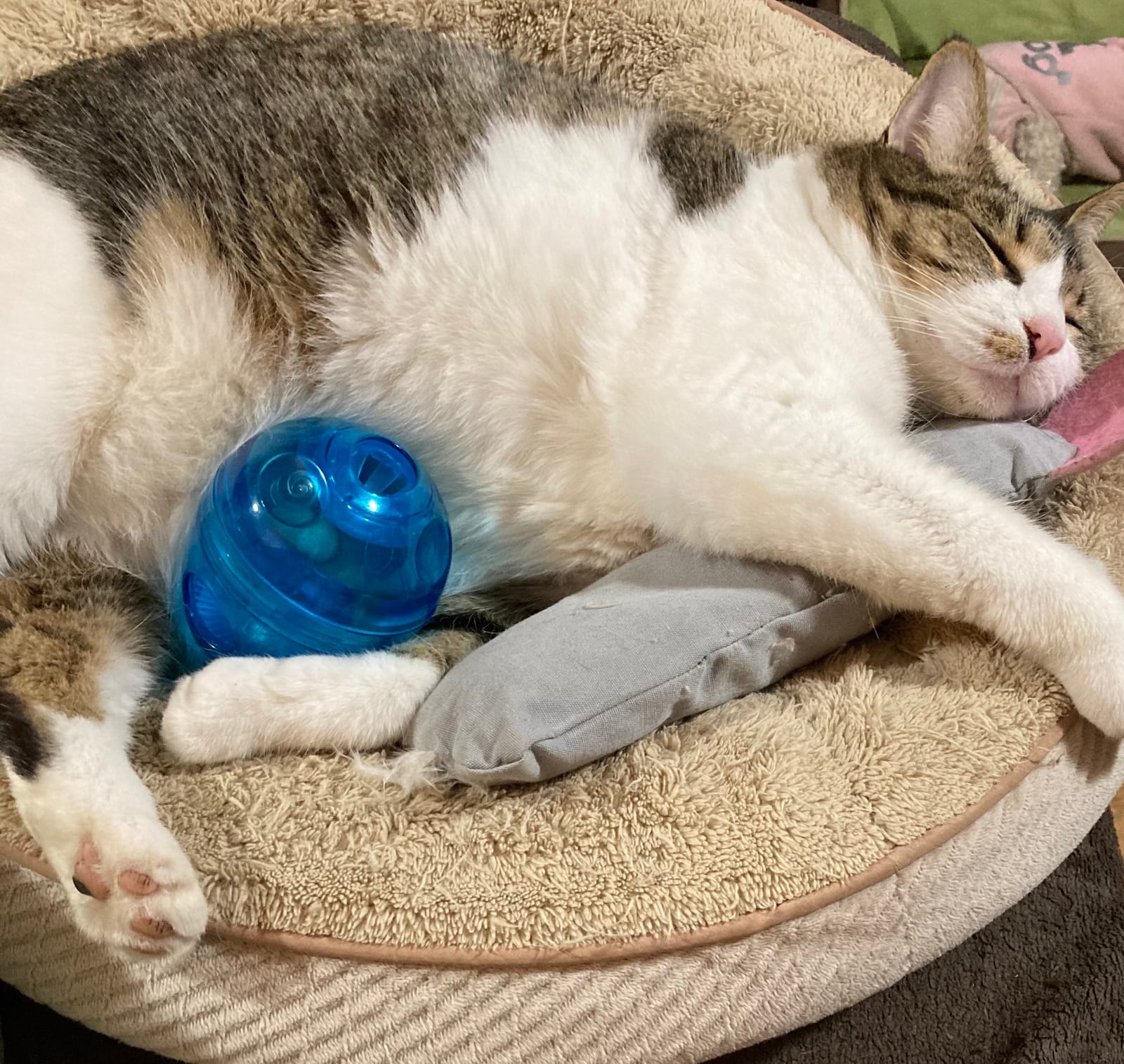 PetSafe Egg-Cersizer Interactive Cat Slow Feeder Toy | Kibble and Treat-Dispensing Cat Toy for Portion Control and Fast Eaters, Improves Digestion, Enrichment Exercise customer photo 1