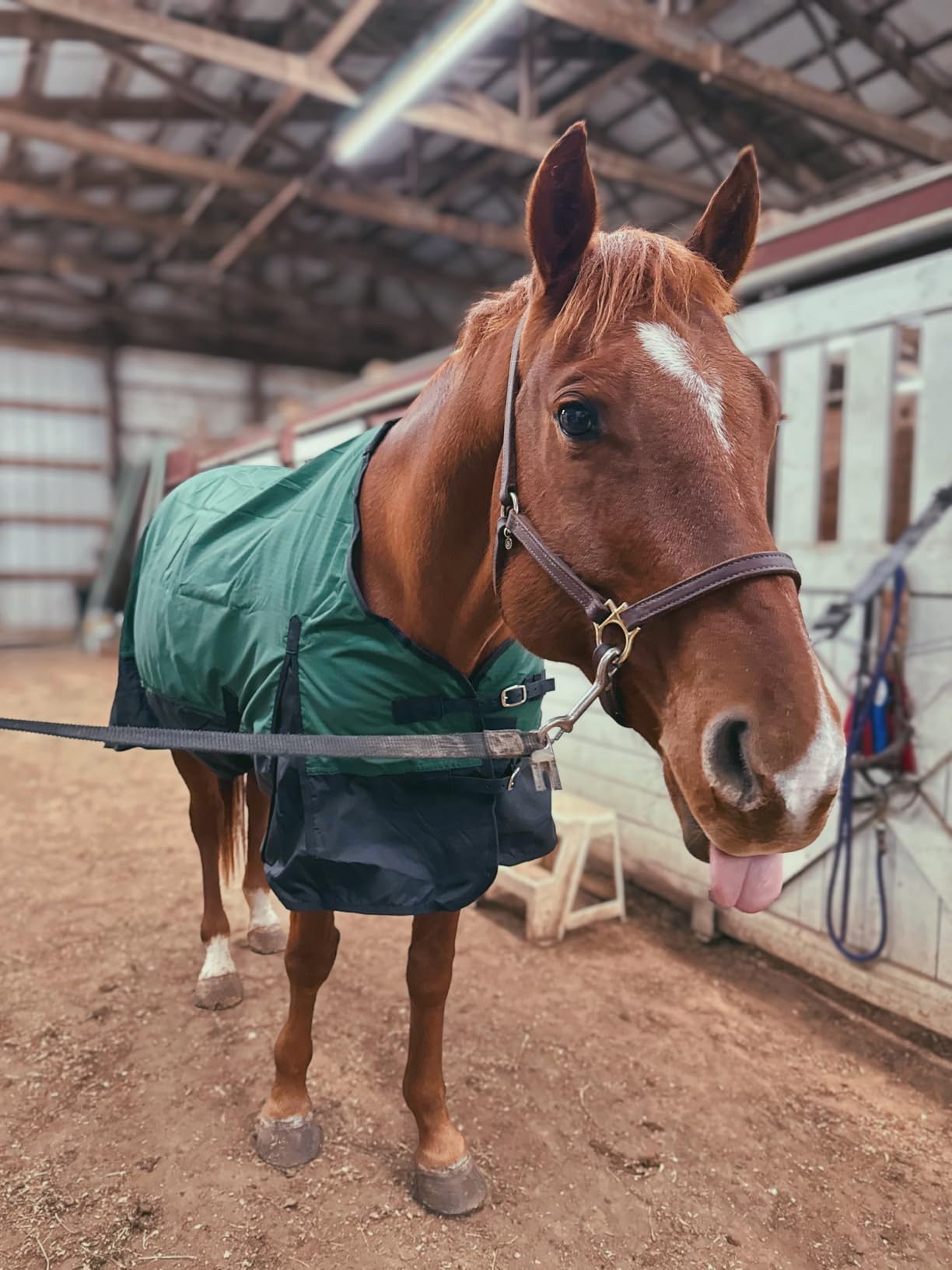 Tough 1 600 Denier Waterproof Horse Sheet customer photo 1