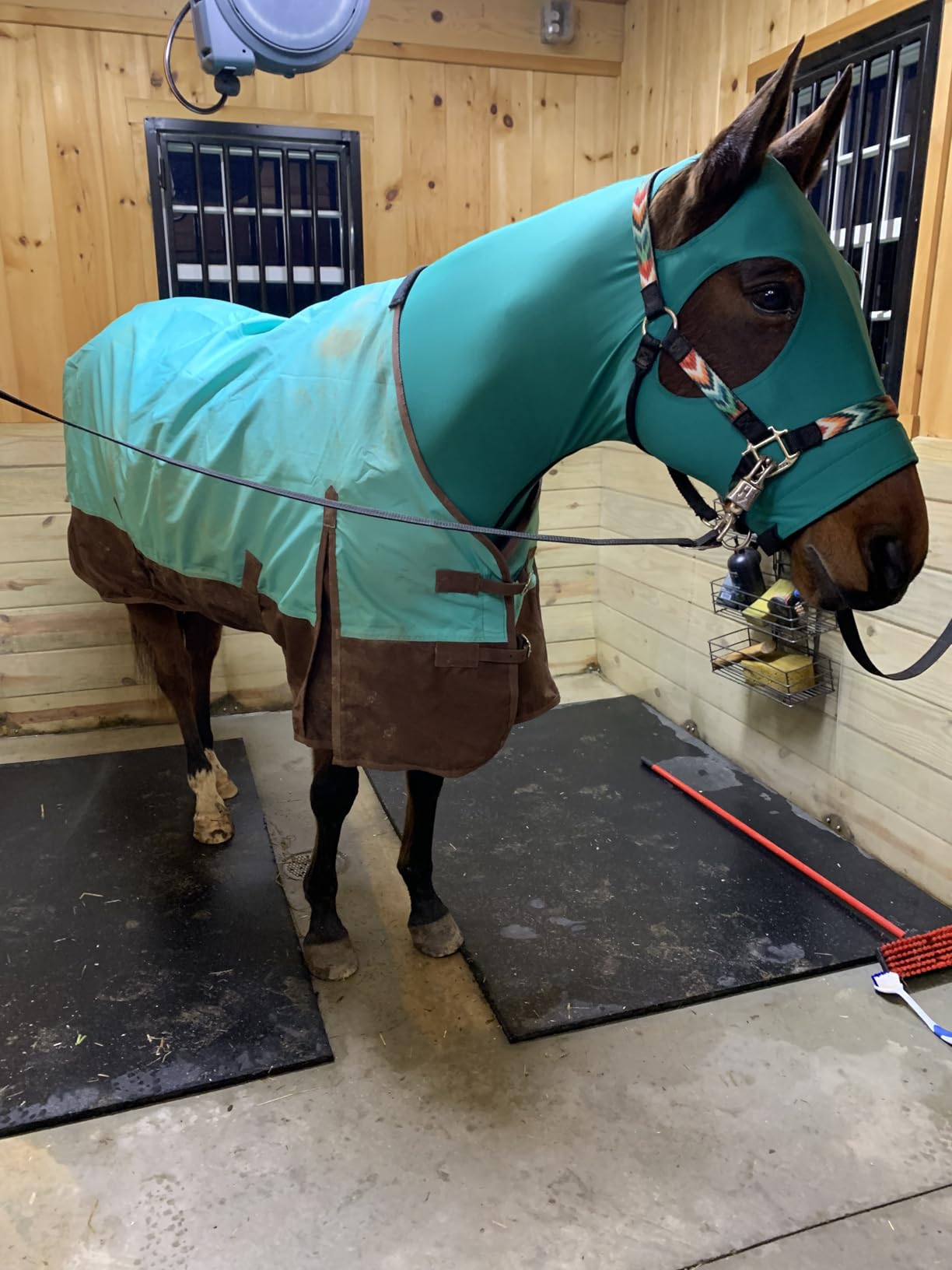 Tough 1 600 Denier Waterproof Horse Sheet customer photo 2