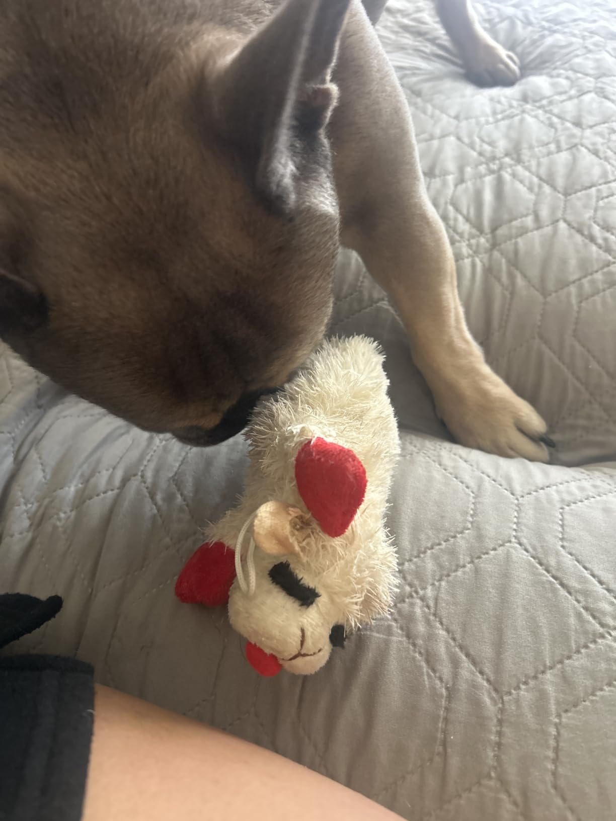 Multipet Lamb Chop Dog Plush Toy - Squeaky Toy for Small & Medium Dogs - Extra Soft Plush - Stuffed Animal for Cuddling & Playing (10