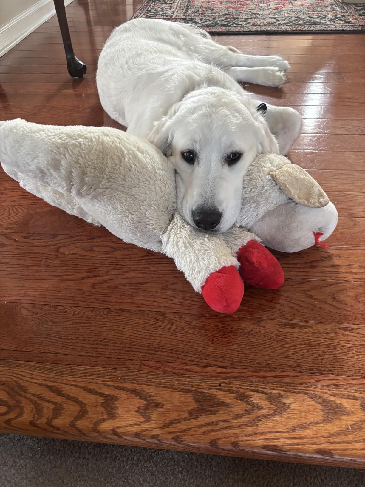 Multipet Lamb Chop Dog Plush Toy - Squeaky Toy for Small & Medium Dogs - Extra Soft Plush - Stuffed Animal for Cuddling & Playing (10