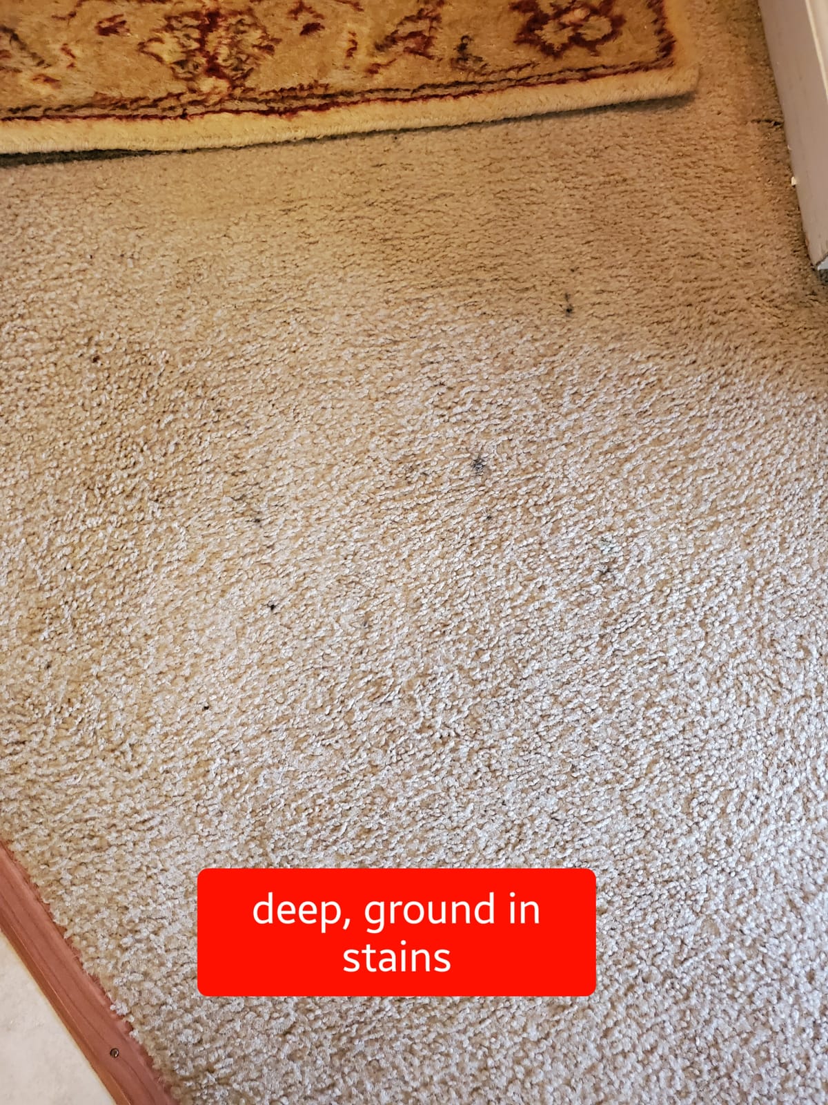 Bissell 78H63 Deep Clean Pro 4X Deep Cleaning Concentrated Carpet Shampoo, 48 ounces customer photo 2