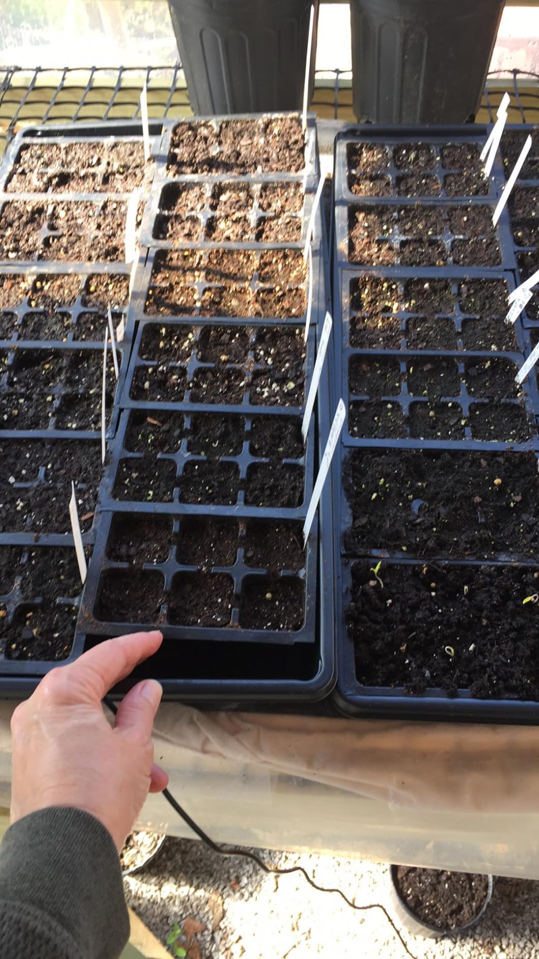 10 Plant Growing Trays (No Drain Holes) - 20