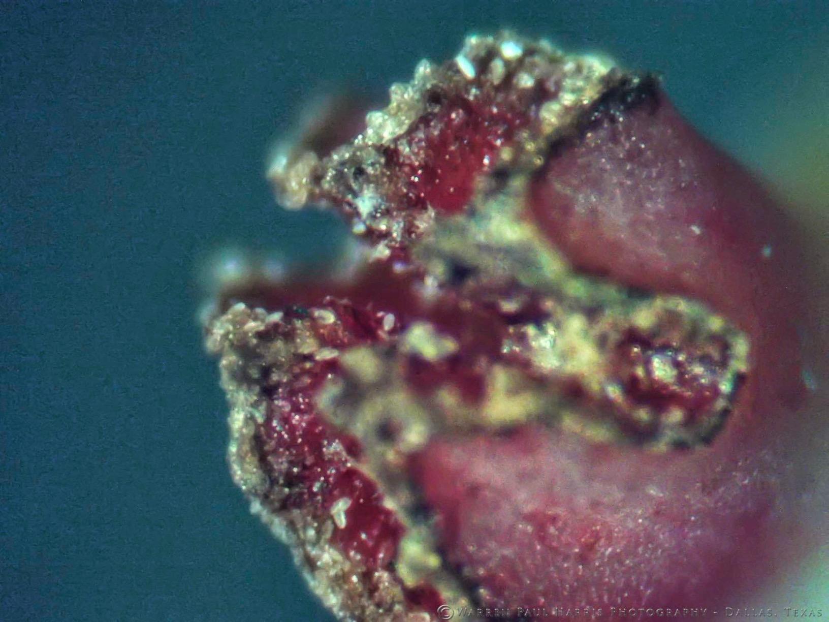 AmScope SE306R-PZ Forward Binocular Stereo Microscope, WF10x and WF20x | 10X-80X Magnification Range customer photo 1