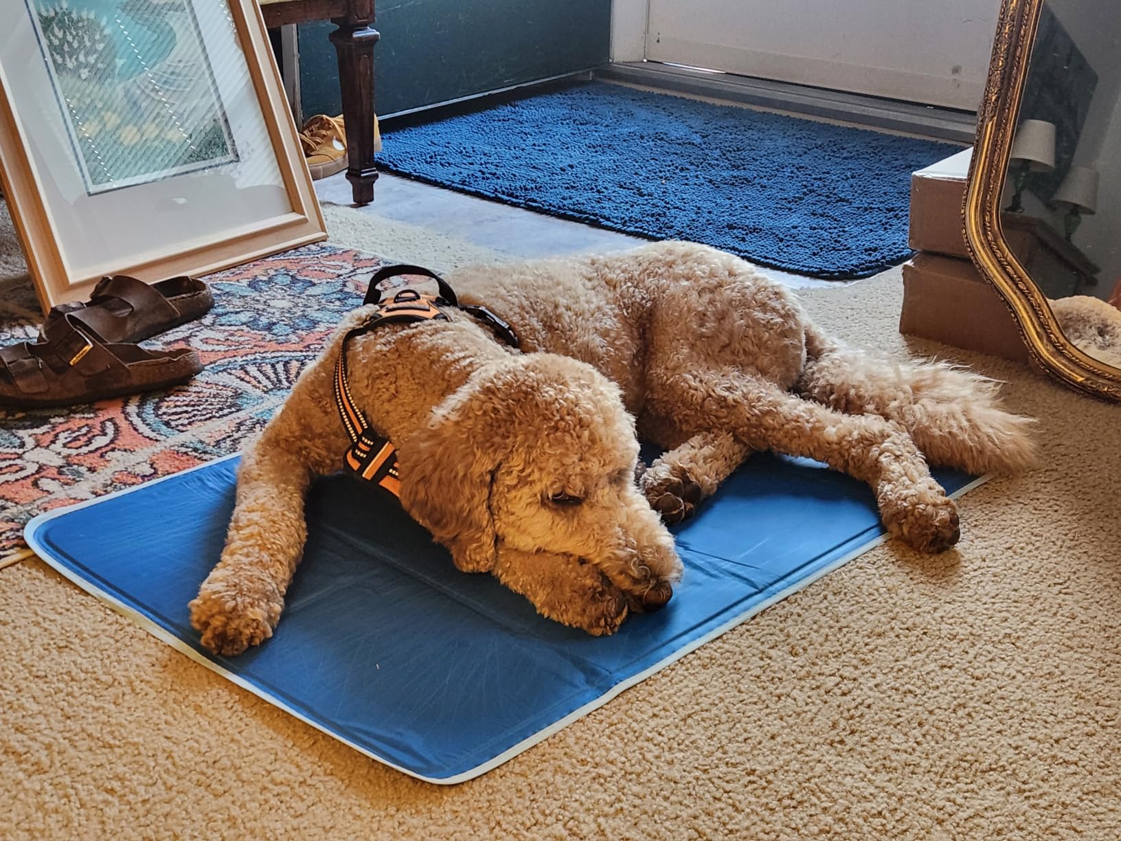 The Green Pet Shop Cool Pet Pad - Large, Blue - Self-Cooling, Pressure Activated Mat for Dogs & Cats from 46-80 lbs - Non-Toxic Gel, No Water Needed customer photo 1