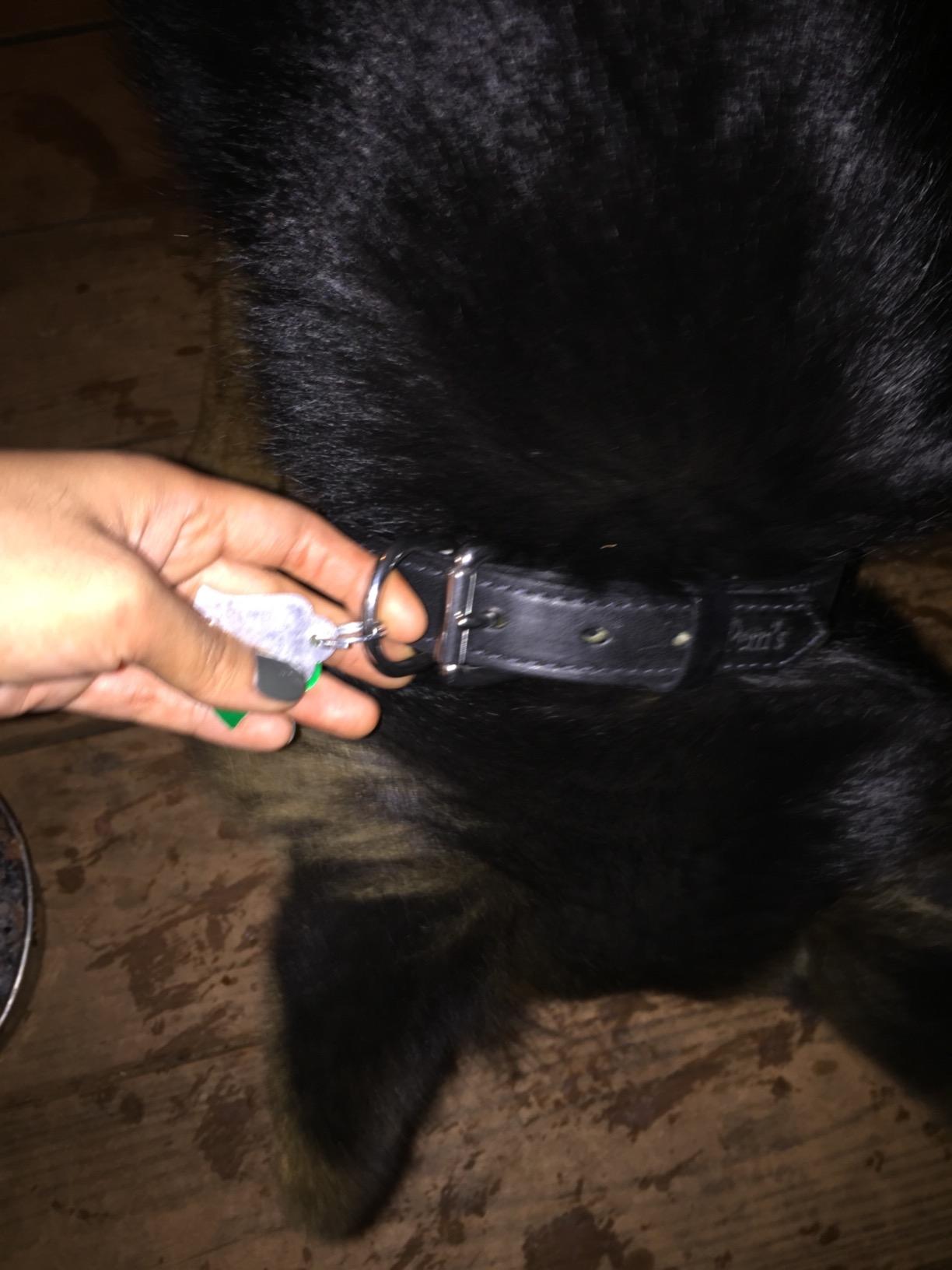 Perri's Padded Leather Dog Collars in Metallic and Bold Non-Metallic Colors customer photo 1
