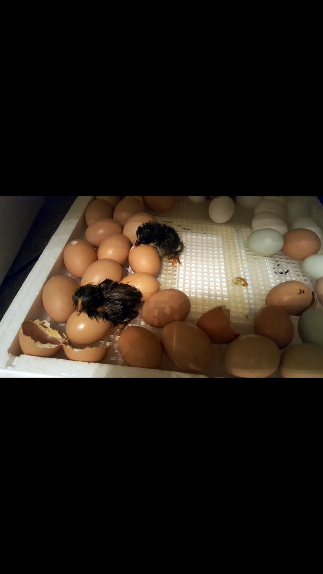 Farm Innovators 2100 Heated Still Air Incubator for 4 Dozen Eggs with Built in Hygrometer, Solid State Circuitry, and 2 Large Viewing Windows, White customer photo 2