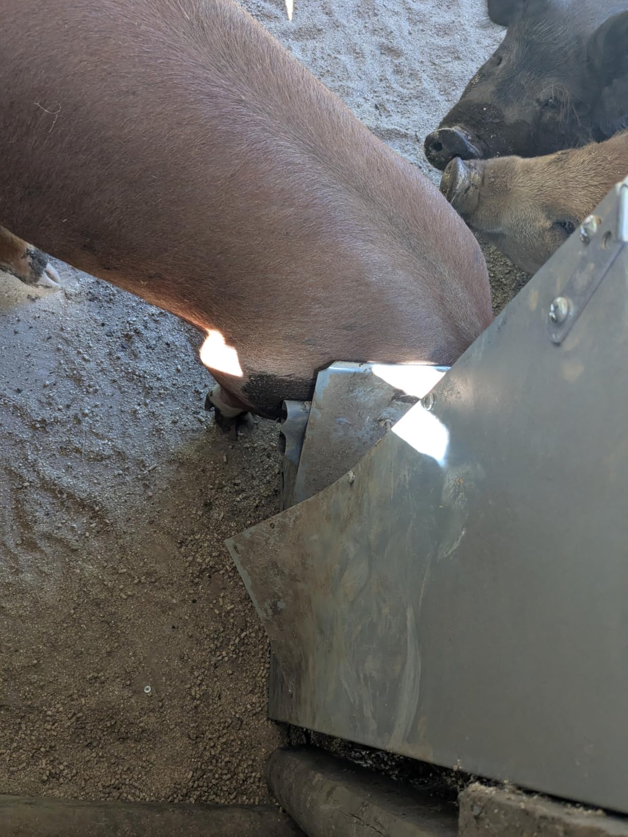 2 Door Heavy Duty Galvanized Steel Alloy Supplement Outdoor Hog Feeder with Free Acting Doors for 8 Full Grown Hogs and Pigs customer photo 2
