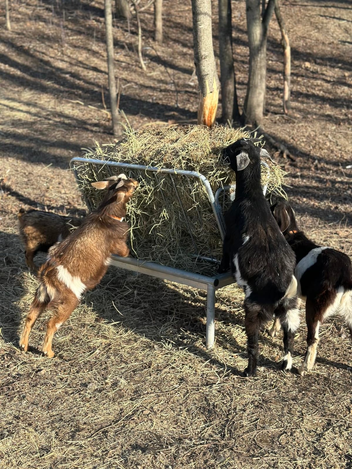 Rugged Ranch Products 4 Foot Long Outdoor Heavy Duty Mini Galvanized Steel Pasture Hay Feeder for Goats, Sheep, and Miniature Horses, Silver customer photo 2