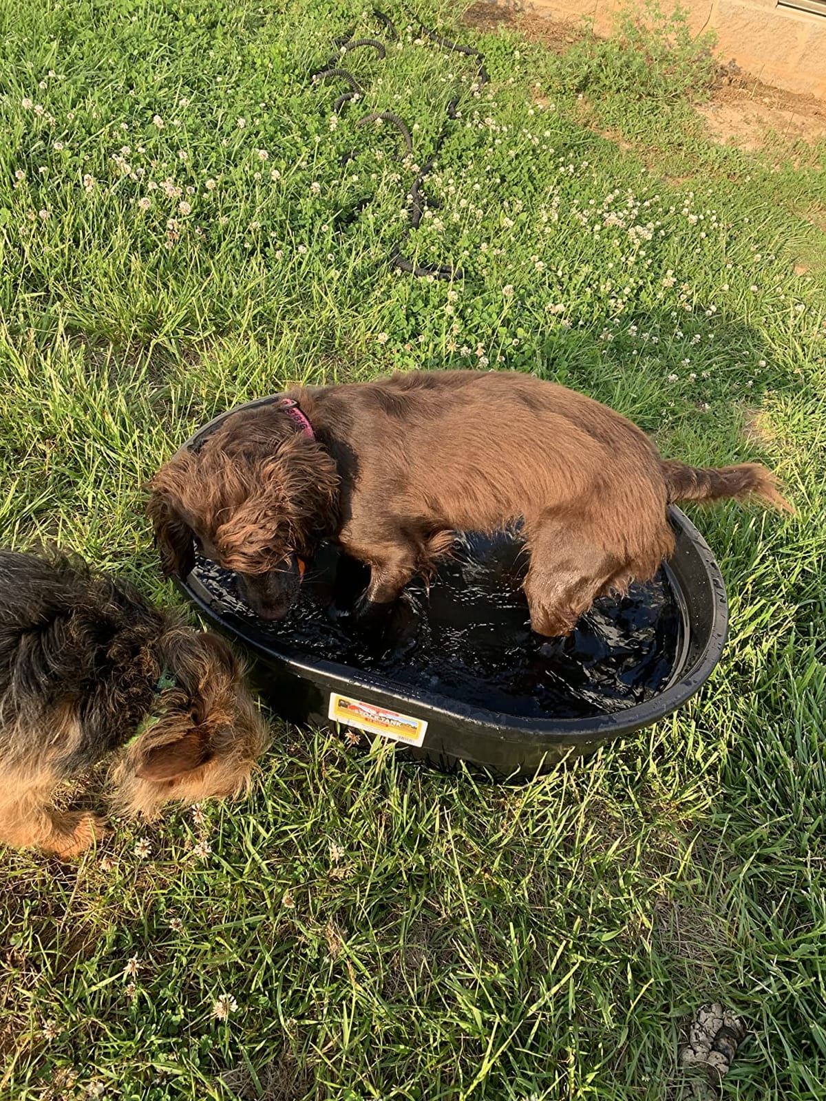 Little Giant Poly Oval Stock Tank | Water Trough | Plastic Pond Tub | Heavy Duty Feeding & Watering Trough for Livestock | 150 Gallons customer photo 1