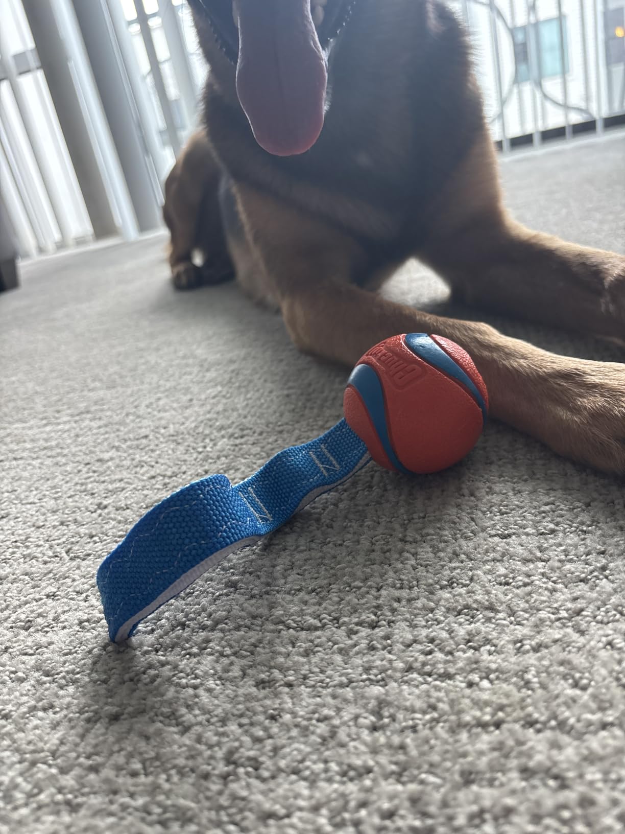 Chuckit! Ultra Tug Dog Toy, Medium, Fetch & Tug Ball for Dogs 20-60 Pounds | A Fun Toy for Interactive Play with Your Dog customer photo 2