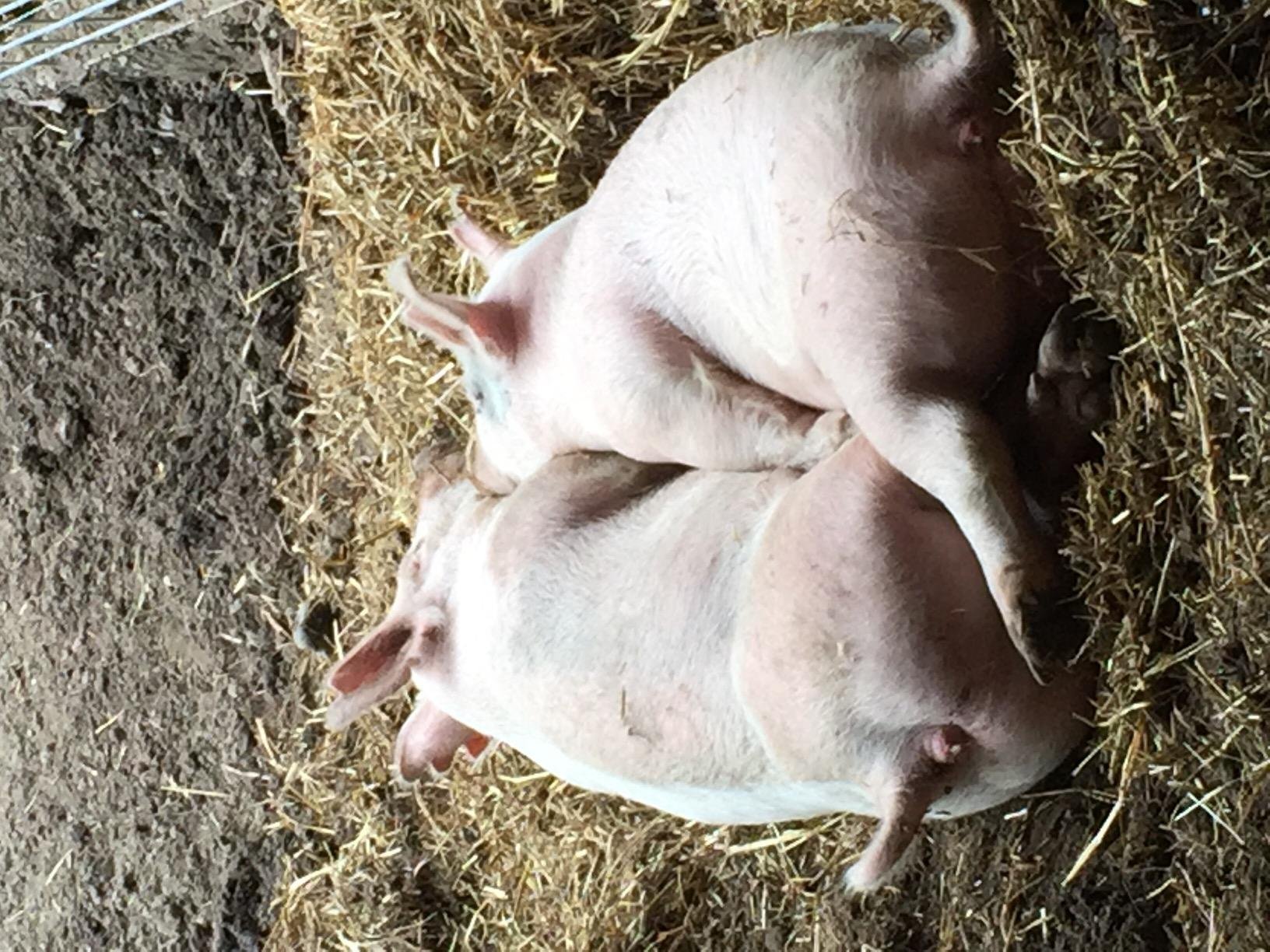 Brower 11H Single Door Automatic Easy Hog Feeder for Supplemental Feeding, 4 Week Old Piglets to Adult Sows, Farm Accessory, 1.5 Bushel or 50 Pounds customer photo 1