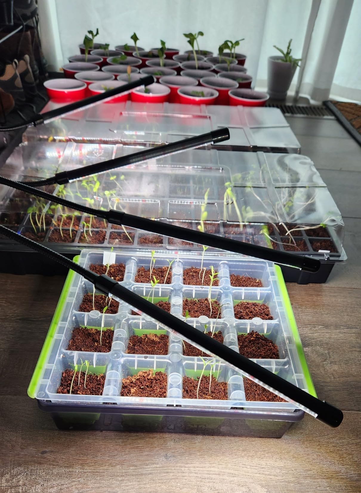 Burpee 72 Cell Seed Starting Kit with Greenhouse Dome and Coir Pellets | Indoor greenhouse kit with 72 coir pellets and humidity dome for starting vegetable, herb and flower seeds with less mess customer photo 1