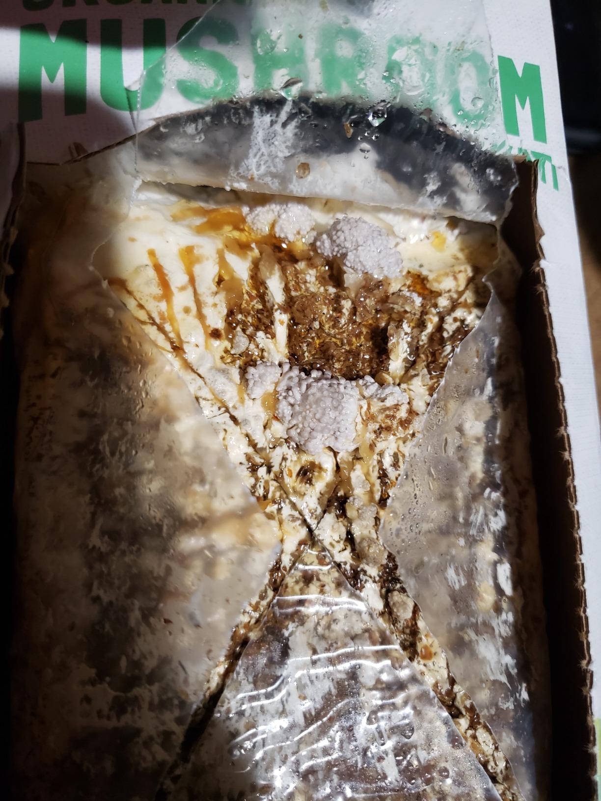 Back to the Roots Organic Oyster Mushroom Grow Kit, Harvest Gourmet Mushrooms In 10 Days customer photo 1