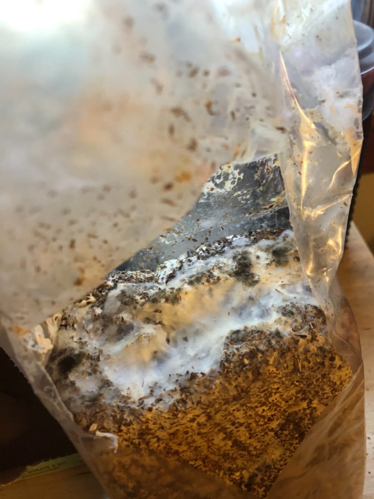Back to the Roots Organic Oyster Mushroom Grow Kit, Harvest Gourmet Mushrooms In 10 Days customer photo 2