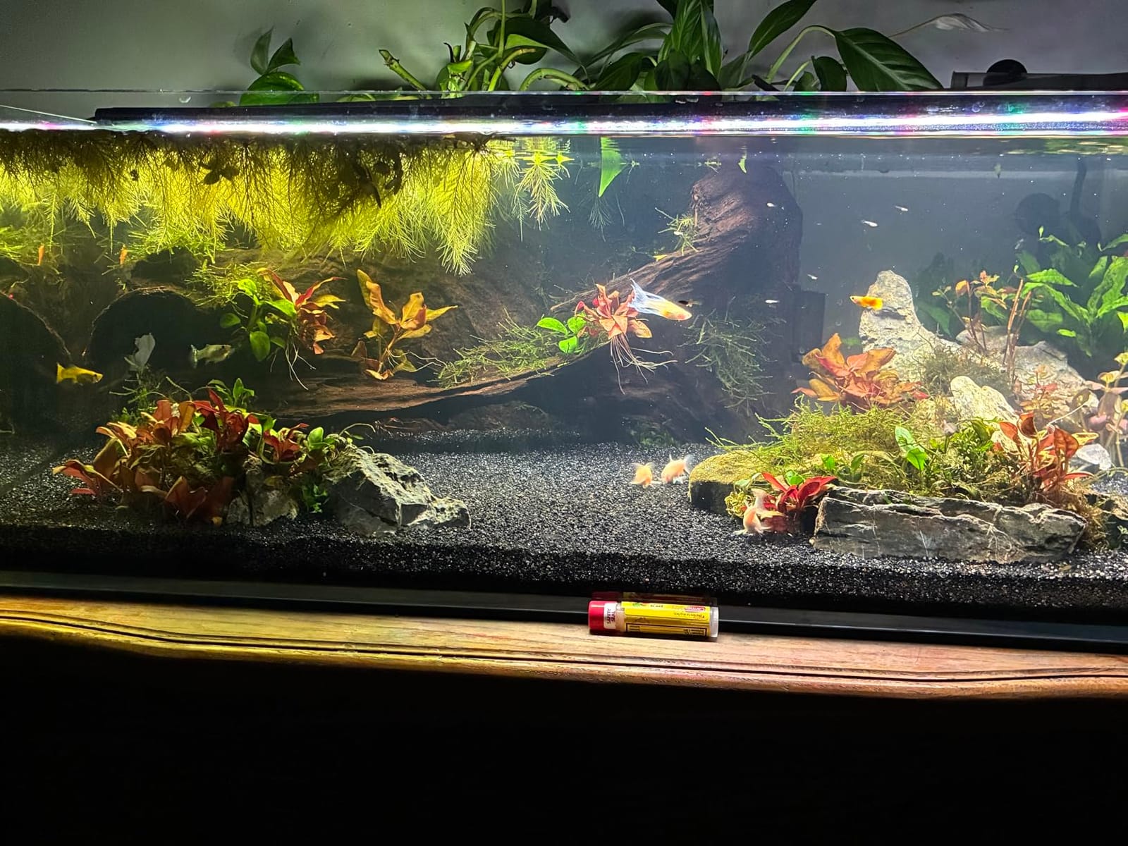 LANDEN Aquarium Cube 6.6 Gallon Ultra Clear Glass Rimless Fish Tank 30C | 11.8x11.8x11.8in (30x30x30cm), 5mm Low Iron Glass, Leveling Mat Included, Small Aquascape Tank for Aquatic Plant Betta customer photo 2