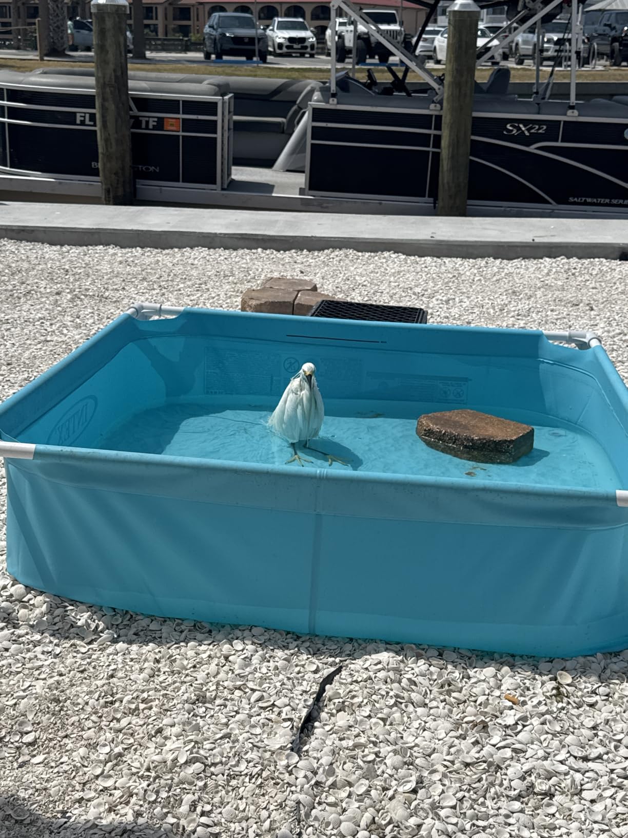 INTEX Kiddie Pool 4ft x 12in Metal Frame for Baby Water Play | 57173EP - Above Ground Swimming Pool with Soft Foam Padding for Kids Ages 2 and Up customer photo 2