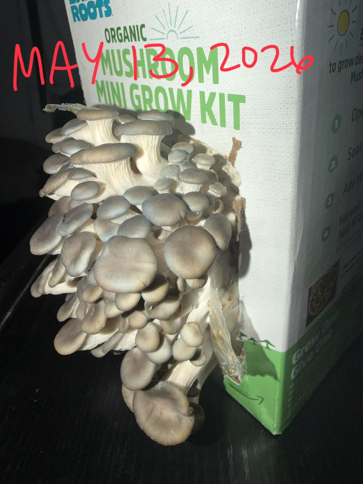 Back to the Roots Organic Mini Mushroom Grow Kit, Harvest Gourmet Oyster Mushrooms In 10 days, Top Gardening Gift, Holiday Gift, & Unique Gift customer photo 1