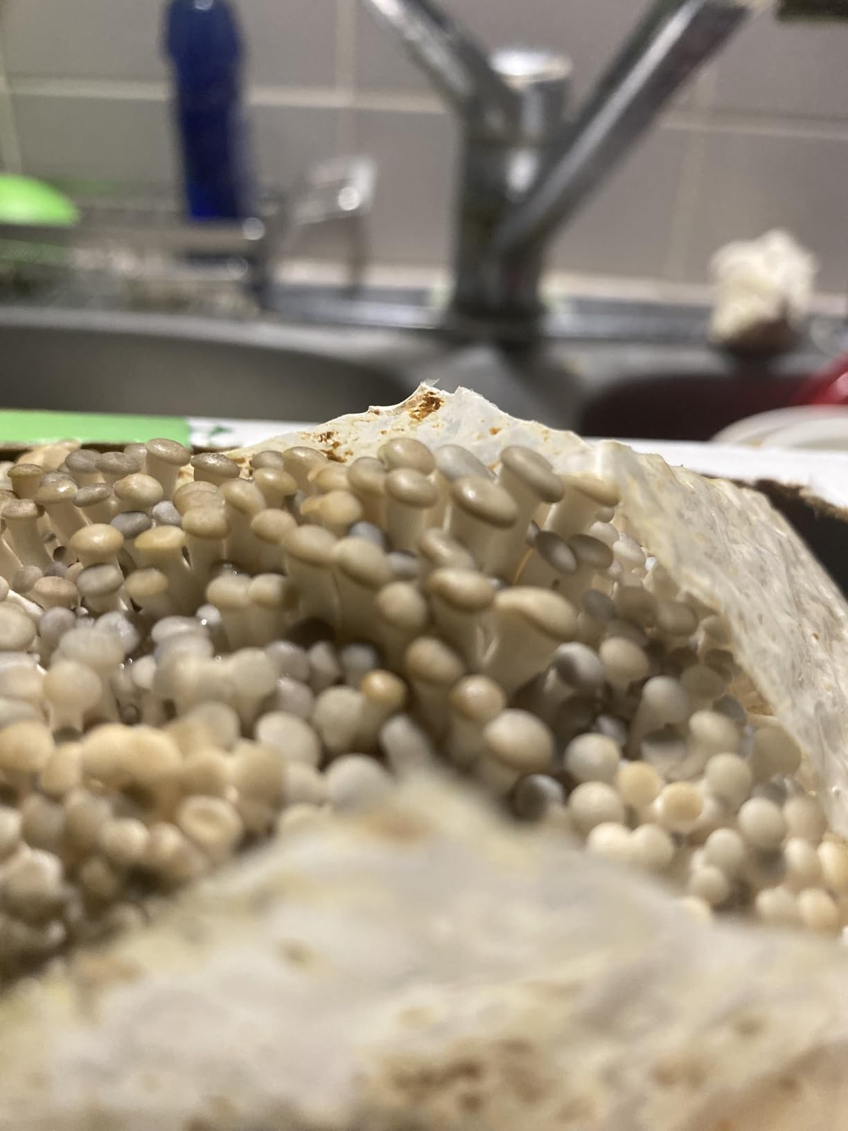 Back to the Roots Organic Mini Mushroom Grow Kit, Harvest Gourmet Oyster Mushrooms In 10 days, Top Gardening Gift, Holiday Gift, & Unique Gift customer photo 2