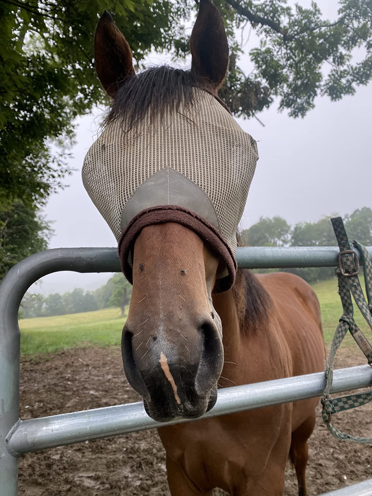 Pro-Force Horse Fly Mask with UV Protection, Without Ears customer photo 1