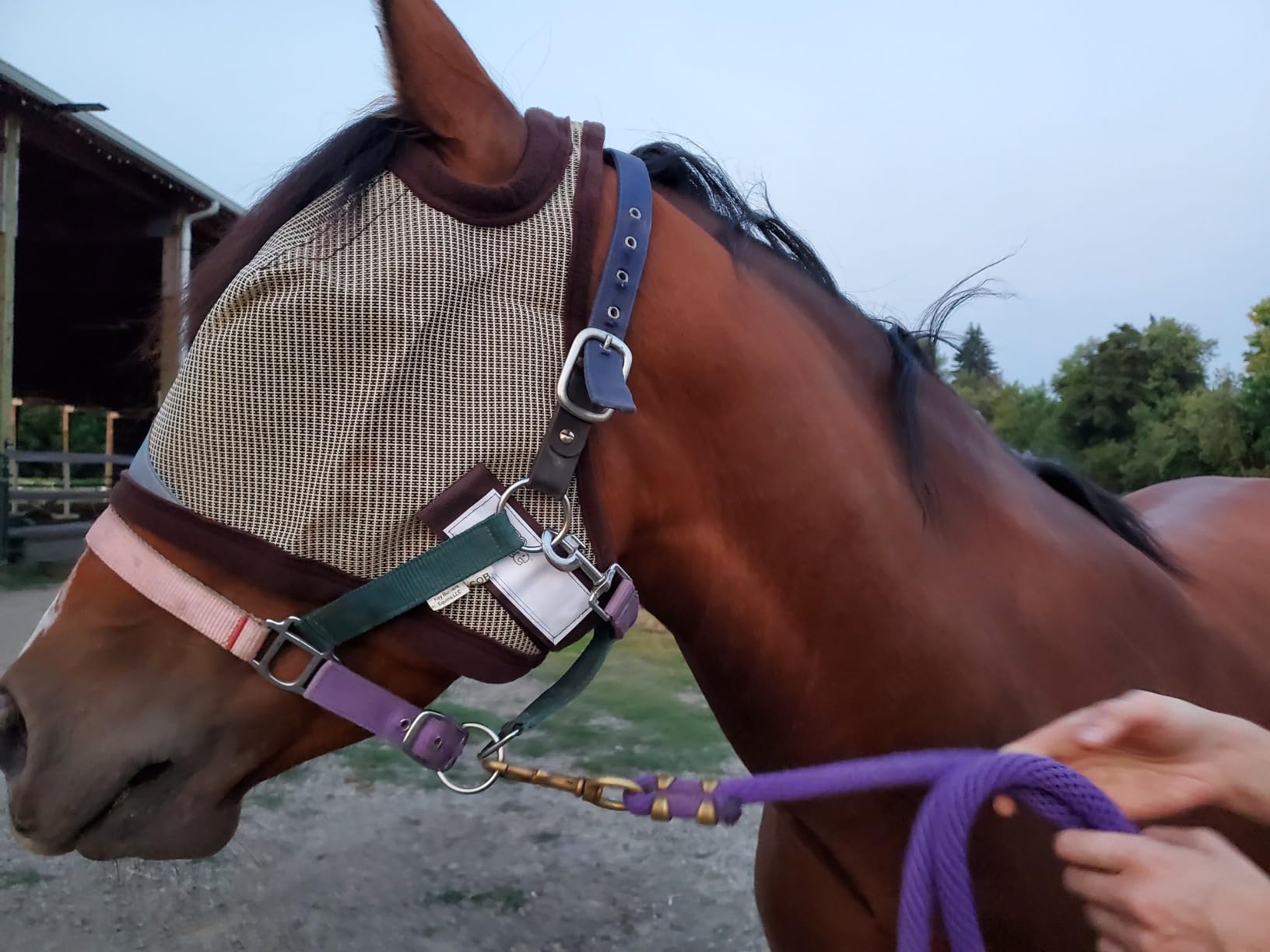 Pro-Force Horse Fly Mask with UV Protection, Without Ears customer photo 2