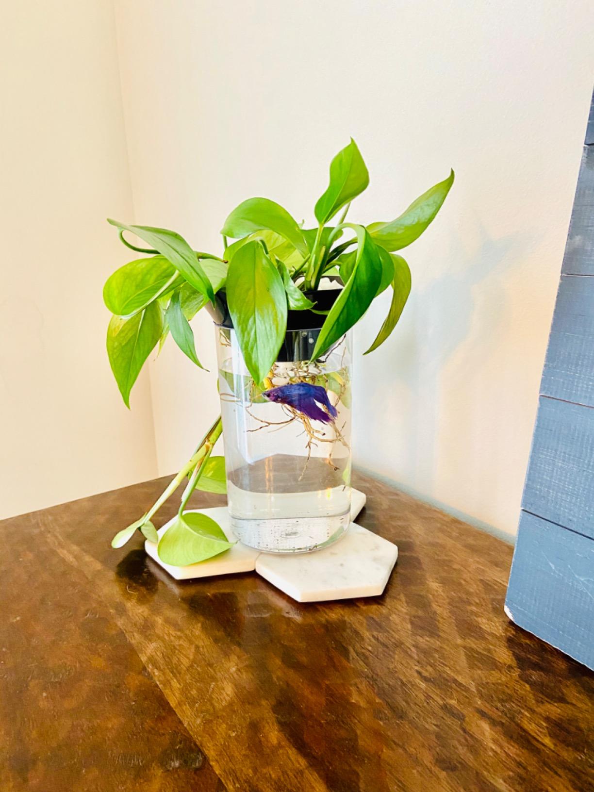 Penn-Plax (APON1) Aquaponic Planter and Aquarium for Betta Fish Tank Promotes Healthy Hydroponic Environment for Plants and Fish customer photo 2