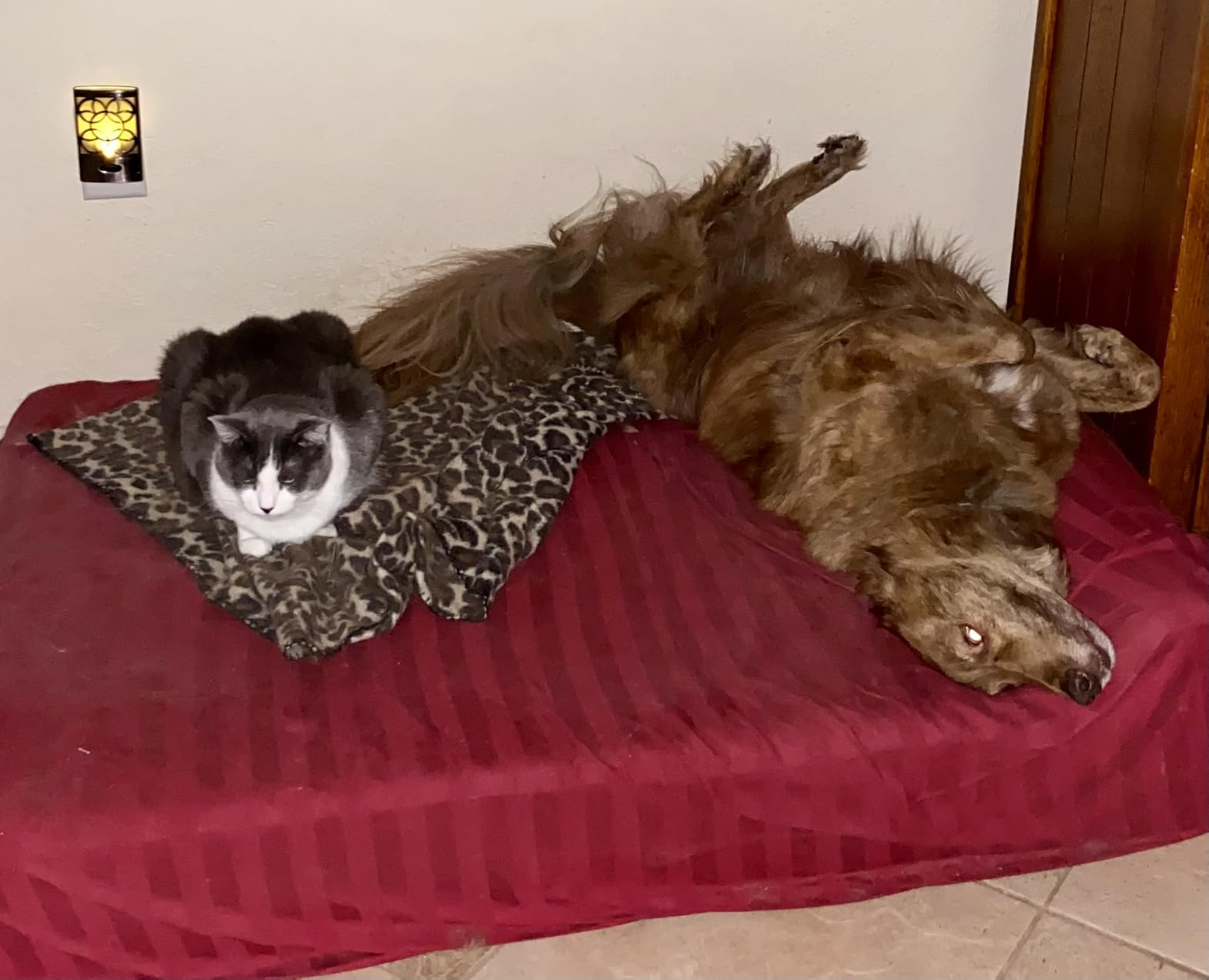 KOPEKS Orthopedic Memory Foam Dog Bed 7