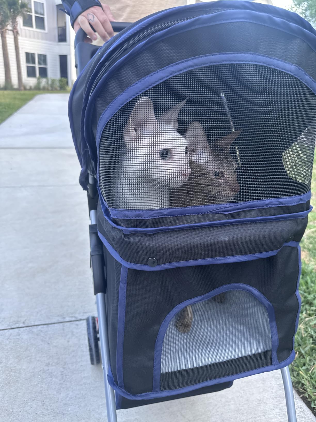 BestPet | 4-Wheel Foldable Pet Stroller | Black | Lightweight & Portable | Travel Carrier with Mesh Windows, Storage Basket, Cup Holder, Safety Brakes, and Waterproof Fabric | For Small Dogs and Cats customer photo 1