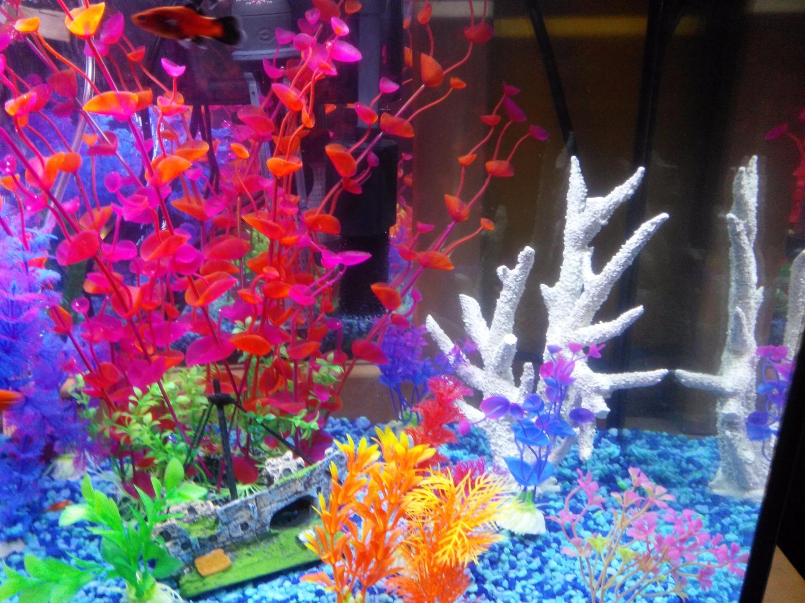 Marina 20 Gallon LED Aquarium Kit with Filter, Lighting & Accessories | Complete Fish Tank Setup customer photo 1