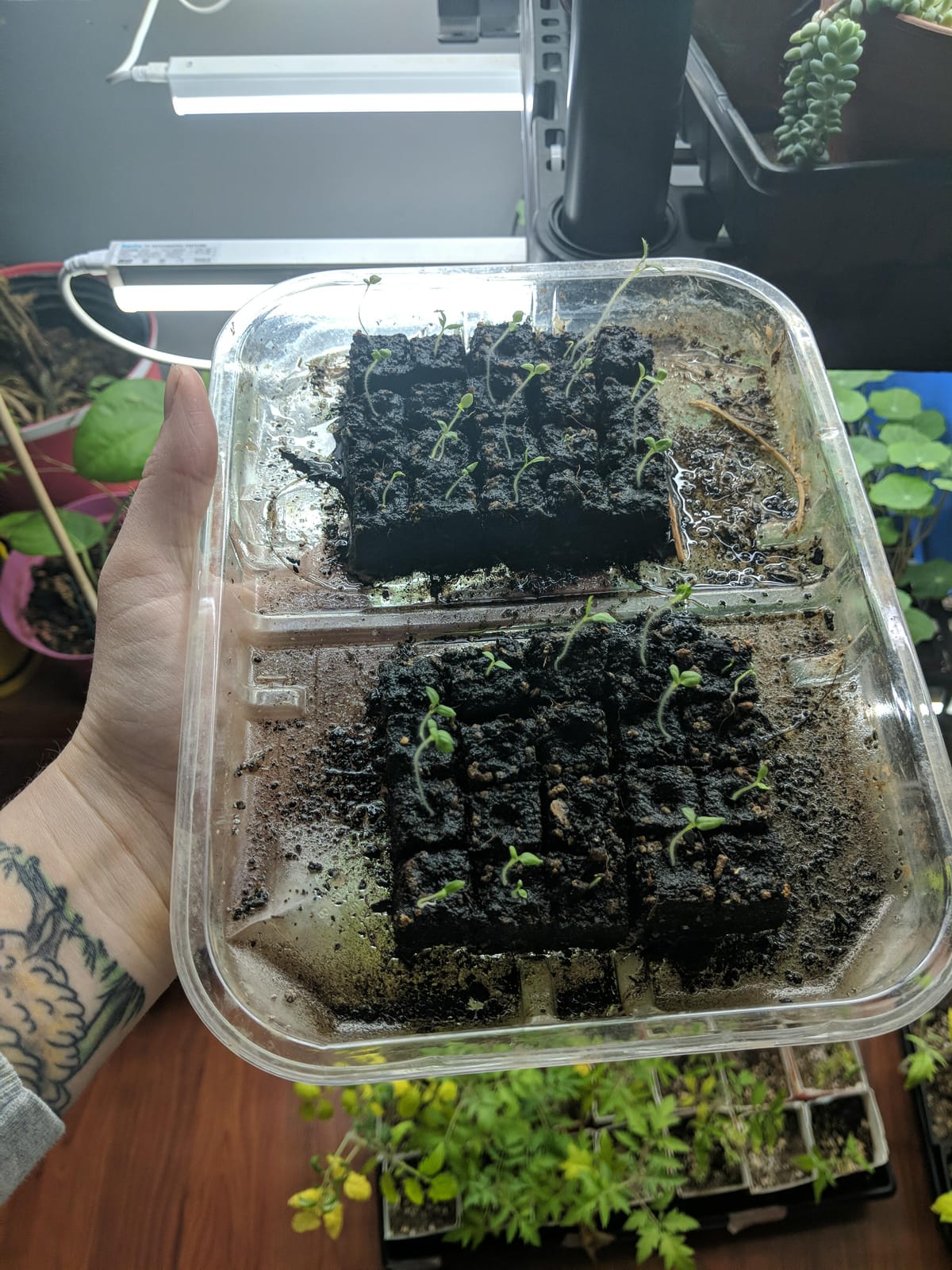 Authentic Ladbrooke 5-Pc Essentials Soil Blocker Set, England | Mini 4, Micro 20, cubic inserts, dowel & seed pins. Full nesting kit with trays. No plastic pots needed. Great gift. customer photo 1