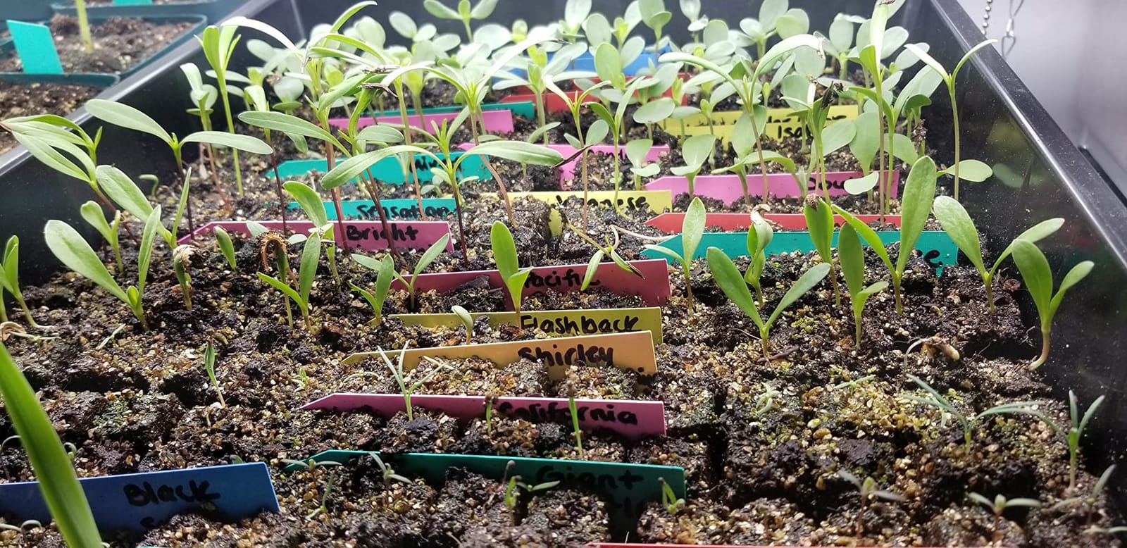 Authentic Ladbrooke 5-Pc Essentials Soil Blocker Set, England | Mini 4, Micro 20, cubic inserts, dowel & seed pins. Full nesting kit with trays. No plastic pots needed. Great gift. customer photo 2