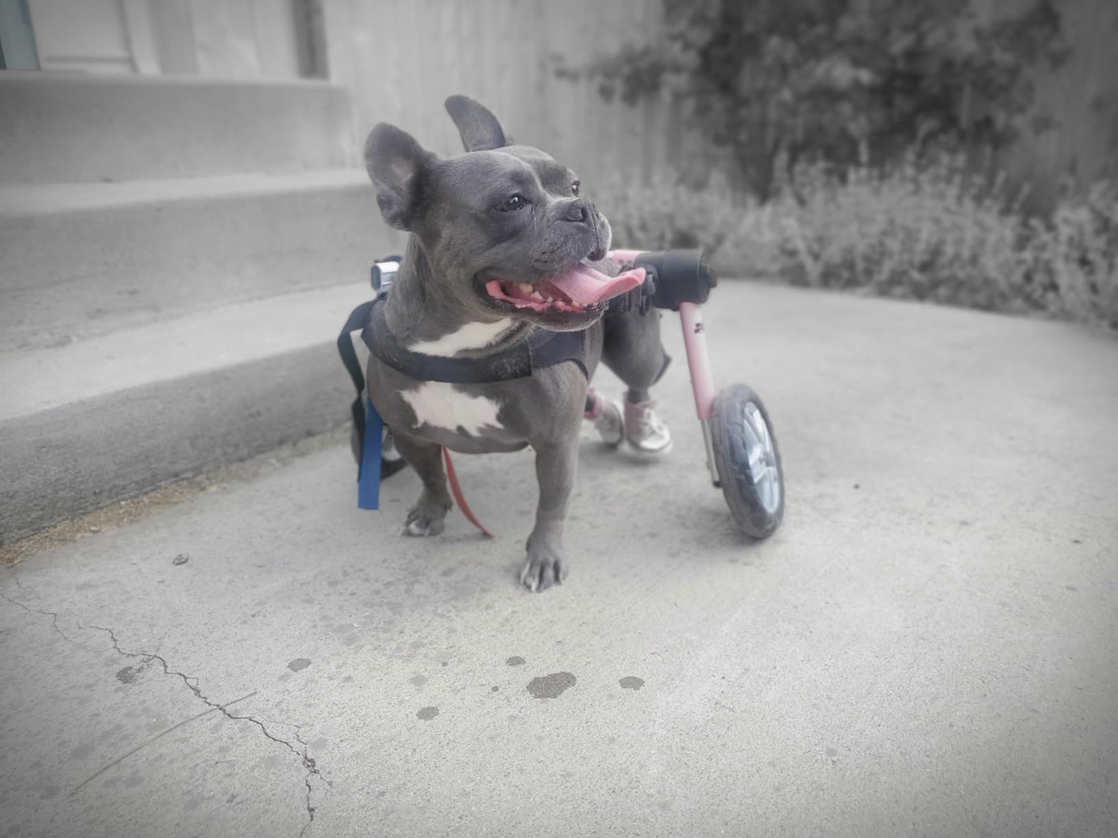 Walkin' Wheels Dog Wheelchair - for Medium Dogs 26-49 lbs - Veterinarian Approved - Dog Wheelchair for Back Legs customer photo 1
